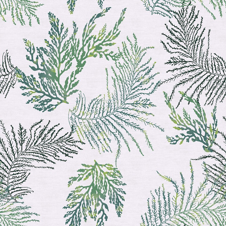 Acadia - Fern
